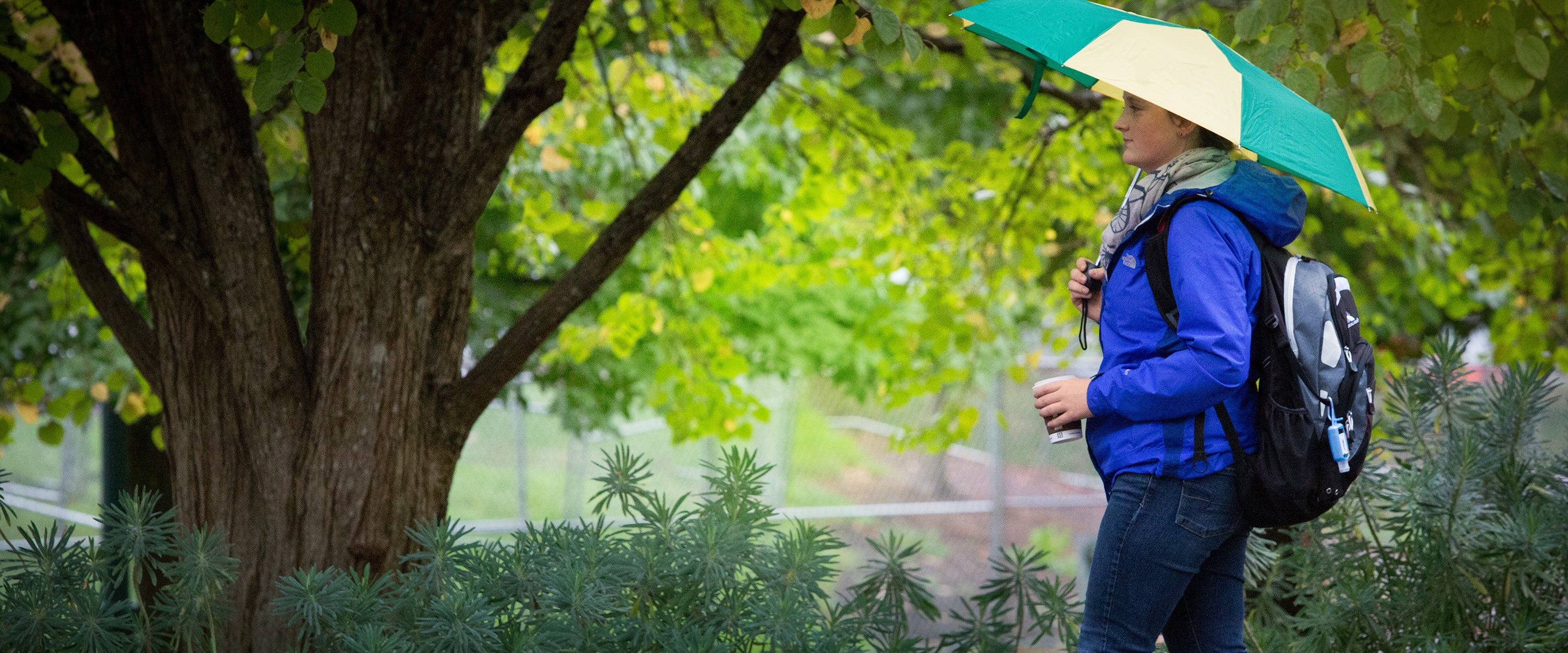 A student in a blue jacket, backpack, green and yellow umbrella, walking on a pathway past some trees