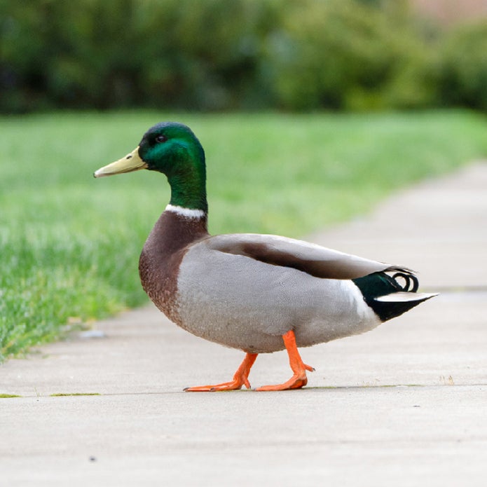 Live duck on campus across from Jaqua Academic Center for student athletes.