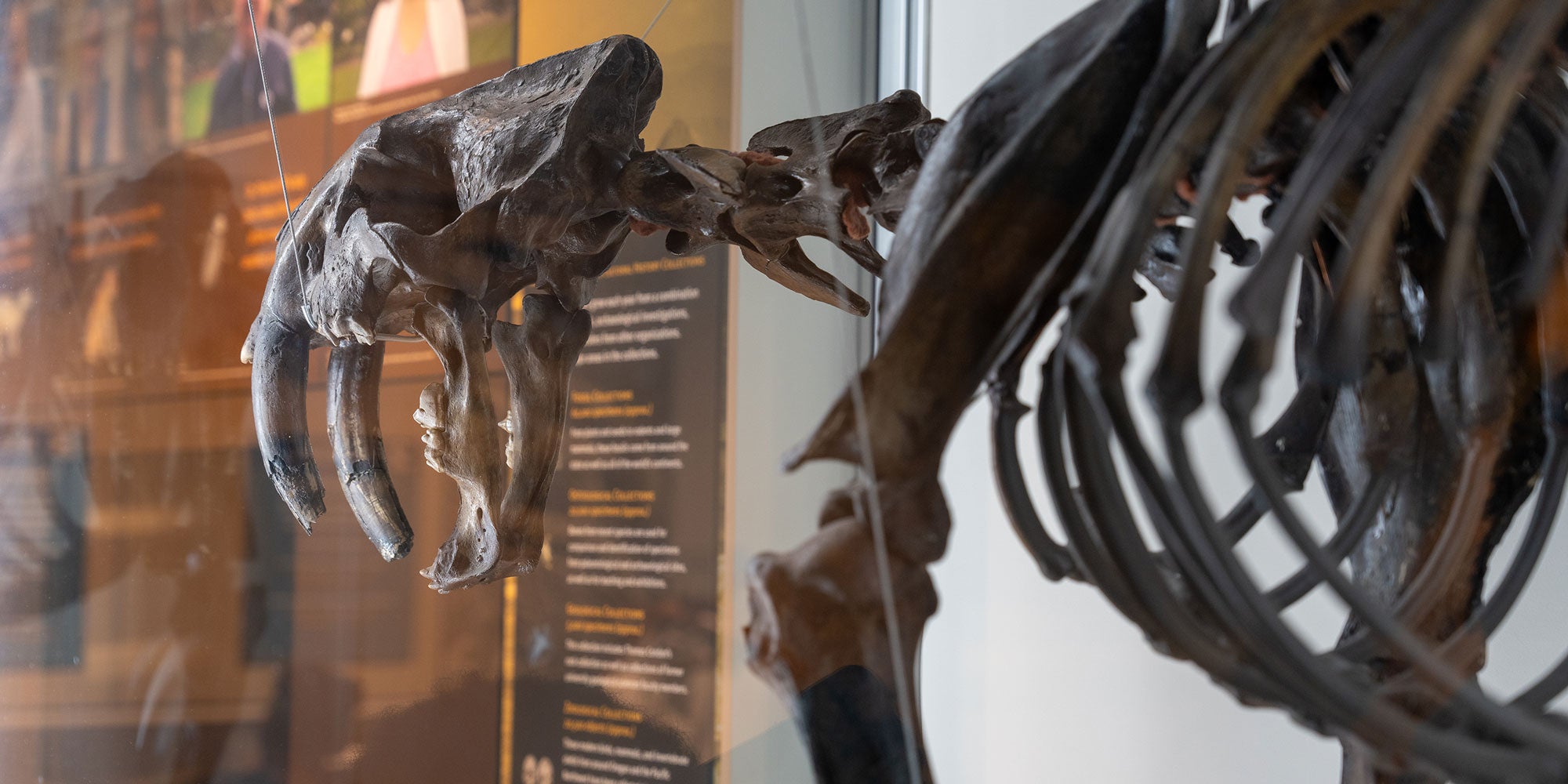 Skeleton of a prehistoric animal with very large teeth in a museum exhibit